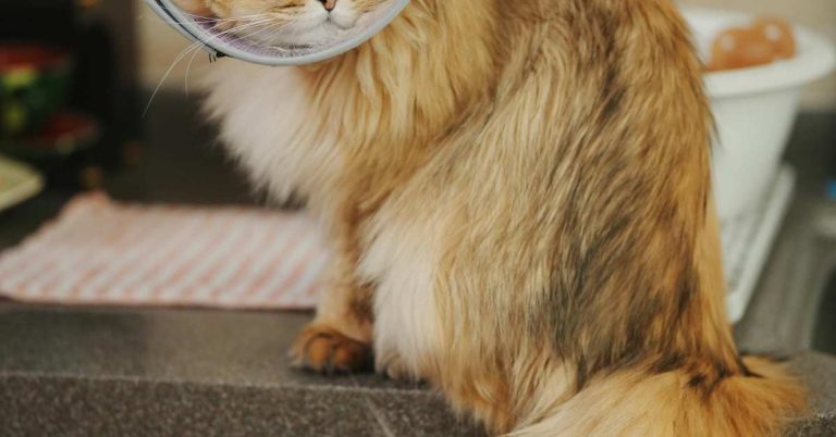 Professional Cat Mating Service in Dhaka – Complete Guide to Safe and Ethical Breeding